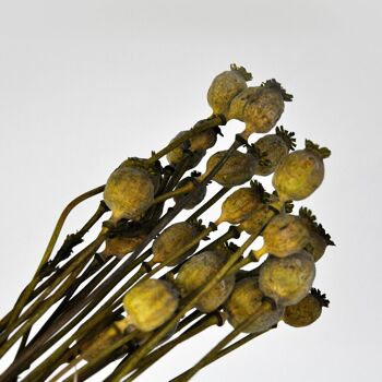 Arrangement floral - Pavot Vert Forêt - Fleurs séchées 150gr 6