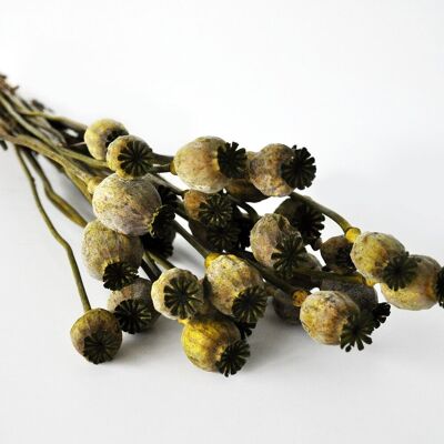 Floral arrangement - Forest Green Poppy - Dried flowers 150gr