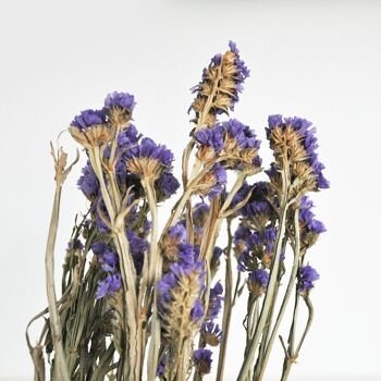 Arrangements floraux - Statice sinuata naturel bleu - Fleurs séchées 5
