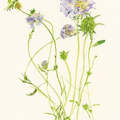 Postcard - Scabiosa