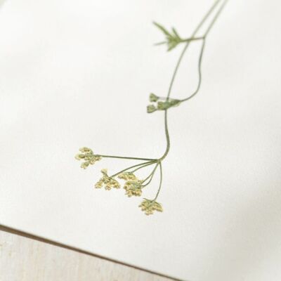 Herbarium Wilder Kerbel (Blüte) • Format A6 • zum Einrahmen