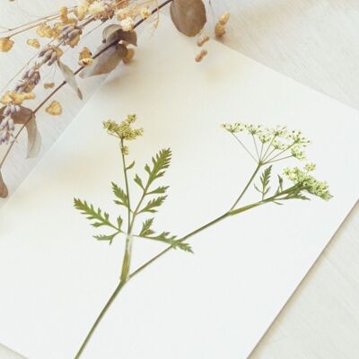 Herbarium Wilder Kerbel (Blüte) • Format A6 • zum Einrahmen