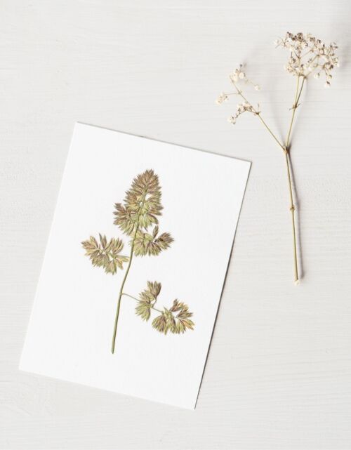 Herbier Graminée dactyle (fleur) • carte A6 • à encadrer