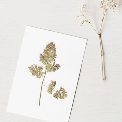 Herbarium Orchardgrass (flower) • A6 card • to frame