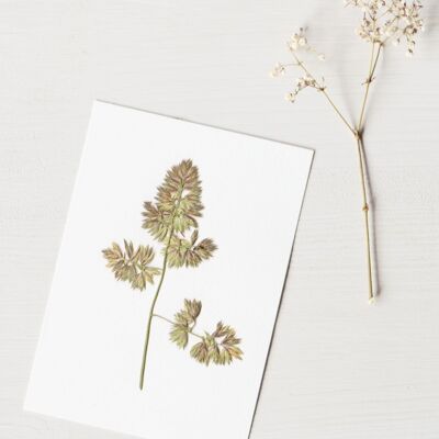 Herbario Orchardgrass (flor) • Cartulina A6 • para enmarcar