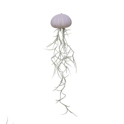 Medusa violetta media + muschio spagnolo