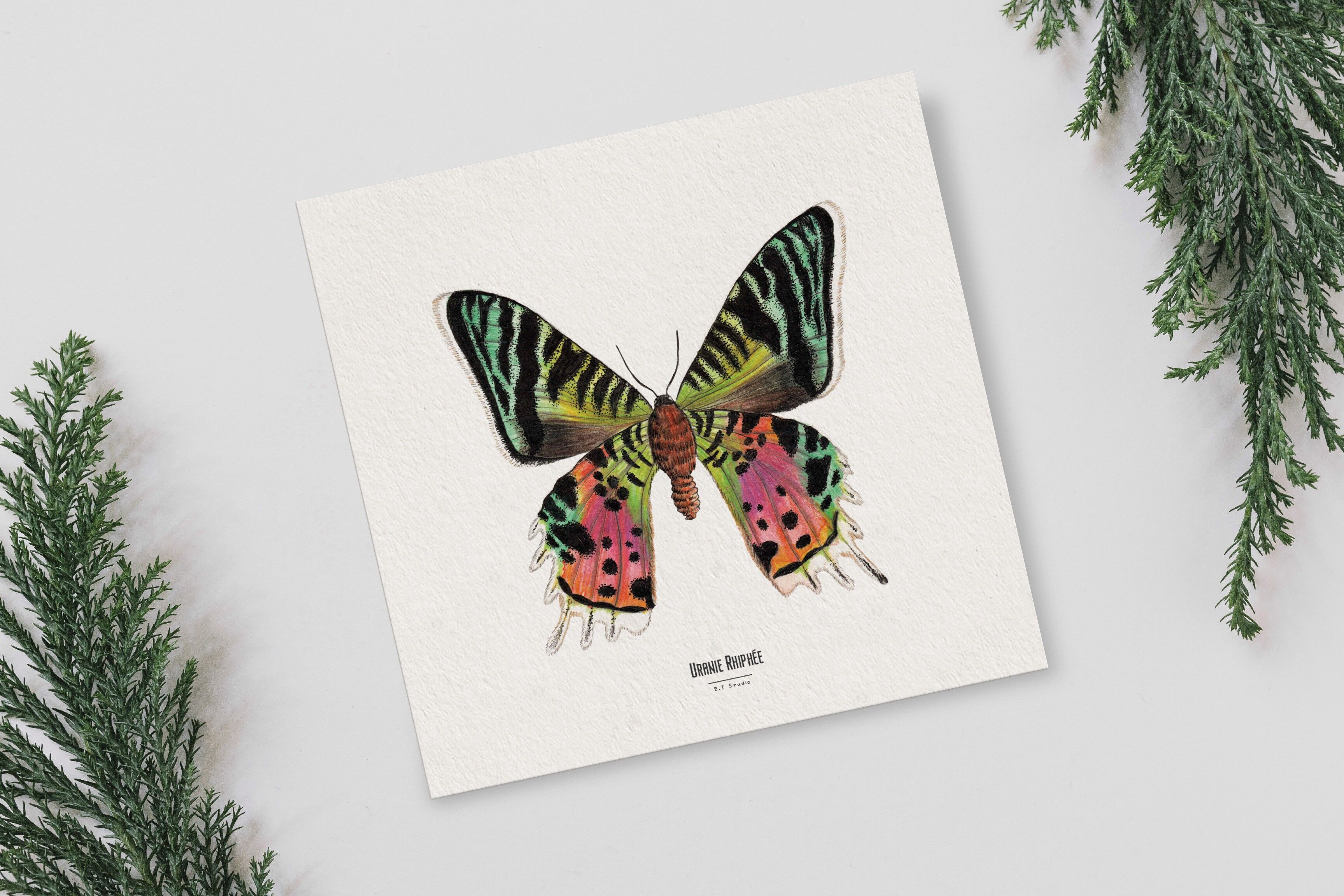 Foto de archivo - Mapa cuadrado de insectos - Mariposa - Cartel entomológico - Gabinete de curiosidades - Decoración de pared - Lámina