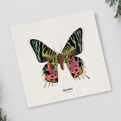 Illustrazione - Mappa quadrata degli insetti - Farfalla - Poster entomologico - Gabinetto delle curiosità - Decorazione murale - Stampa d'arte