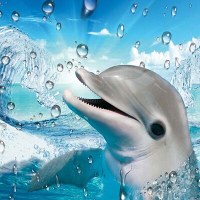 Affiche Dolfijn