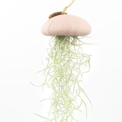 Tillandsia luchtplanthanger rose chaud