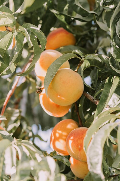 Compote sans sucre ajouté Biologique Pomme-Abricot | Bib 4kg