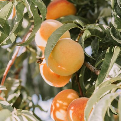 Compote sans sucre ajouté Biologique Pomme-Abricot | Bib 4kg