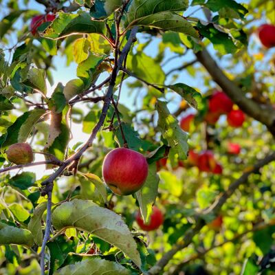 Kompott ohne Zuckerzusatz Bio-Apfel | Lätzchen 4kg