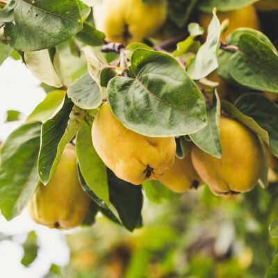 Composta senza zuccheri aggiunti Mela-Cotogna BIO|Bavaglino 4kg