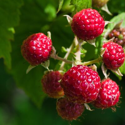 Compota sin azúcares añadidos Manzana-Frambuesa Ecológica|Bib 4kg