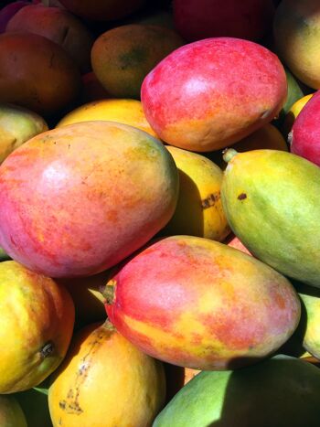 Compote sans sucre ajouté Biologique Pomme-Mangue|Bib 4kg 1