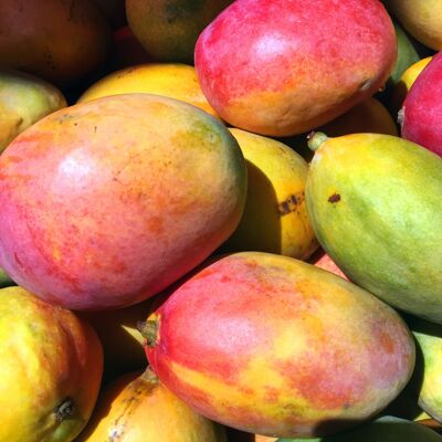 Compote sans sucre ajouté Biologique Pomme-Mangue|Bib 4kg