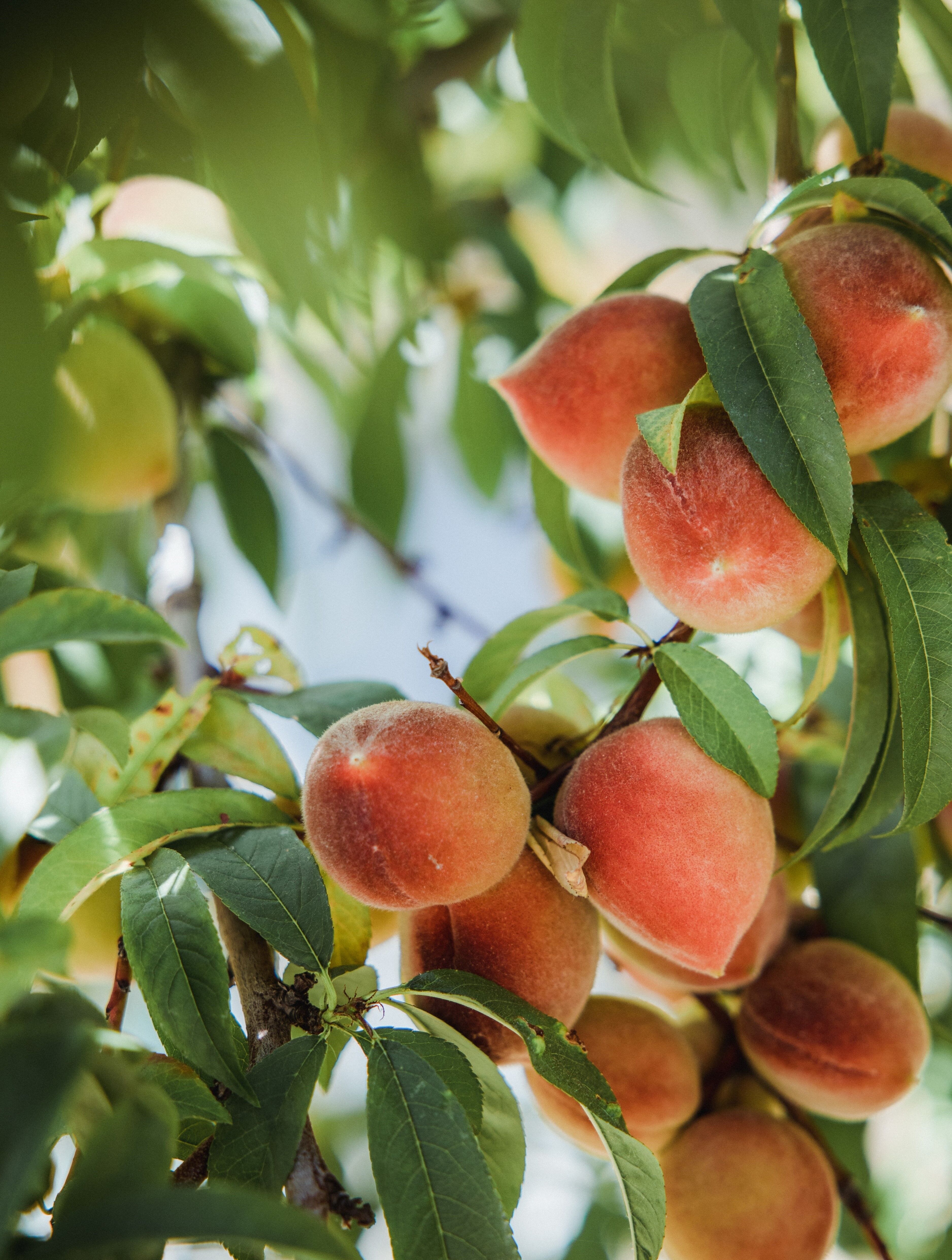 Composta senza zuccheri aggiunti Mela-Pesca BIO|Bavaglino 4kg