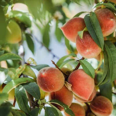 Compota sin azúcares añadidos Ecológico Manzana-Melocotón|Bib 4kg