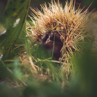 Marmellata Di Castagne Biologico Sfuso AOP Ardèche|Bavaglino 5kg