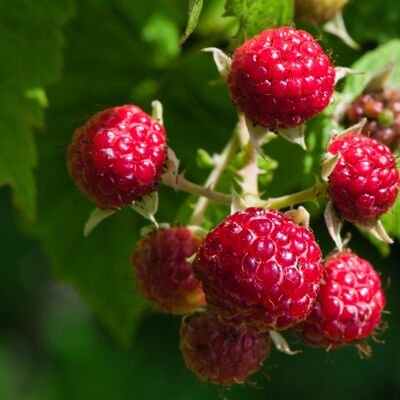Raspberry Organic Bulk Jam|Bib 5kg