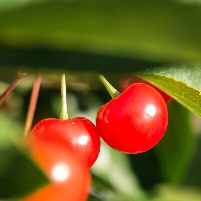 Mermelada Cereza Morello Ecológica Granel|Bib 5 kg