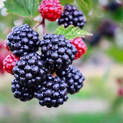 Organic Bulk Wild Blackberry and Blueberry Jam|Bib 5 kg