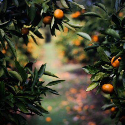 Orange-Clementine Organic Bulk Jam|Bib 5 kg