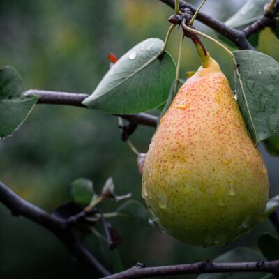 Pear|Bib Organic Bulk Jam 5 kg