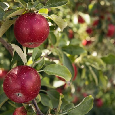 Bio Konfitüre Apfel-Karamell | Lätzchen 5 kg