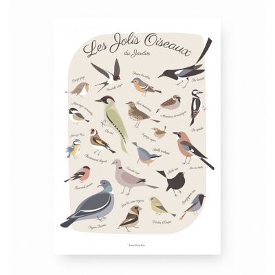 Affiche A3 "Les jolis oiseaux du jardin"