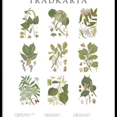 Póster Árbol Mapa