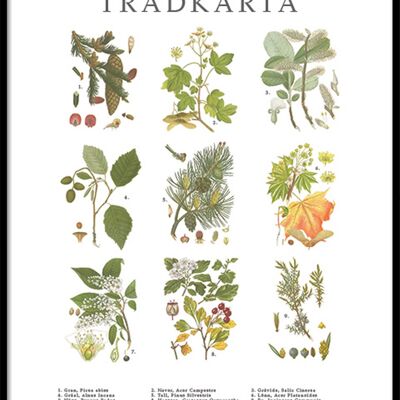 Poster Arbre Carte