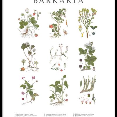 Affiche Barkarta