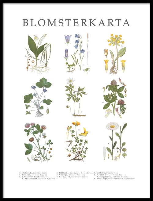 Poster Blomsterkarta
