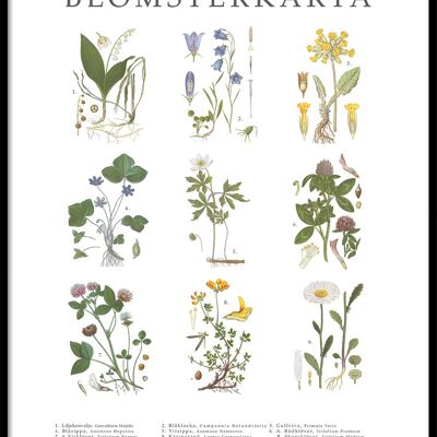 Poster Fleur Carte