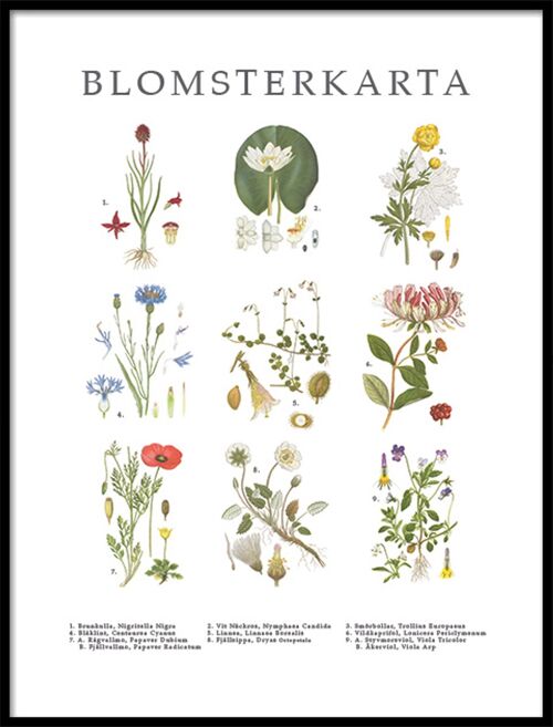 Poster Blomsterkarta