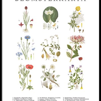 Poster Mappa dei fiori