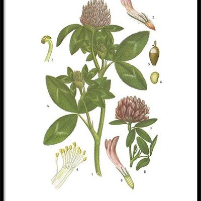 Poster Red clover