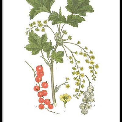 Poster Red Currants