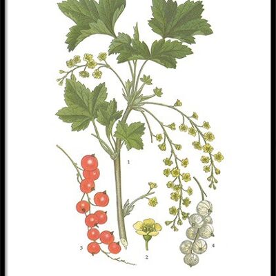 Poster Red Currants