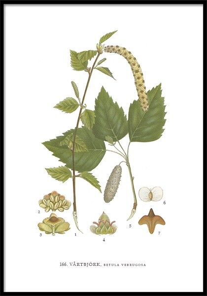 Poster Vårtbjörk