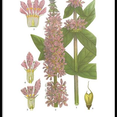 Poster Torch Rose