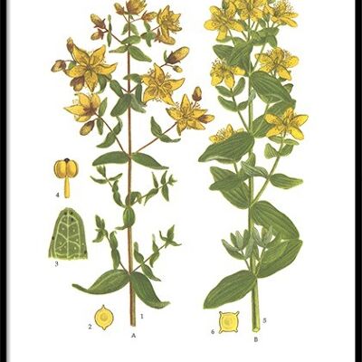 Poster St. John's wort