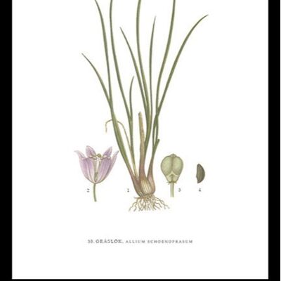 Poster Chives