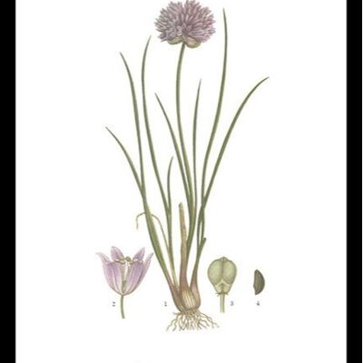 Poster Erba cipollina