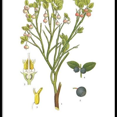 Affiche Myrtilles