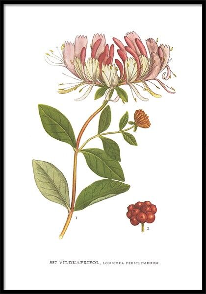 Plakat Wildkaprifol