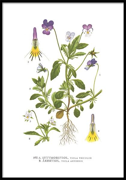 Poster Matrigna Violetta