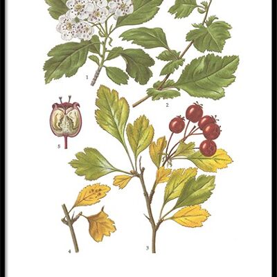 Poster Hawthorn